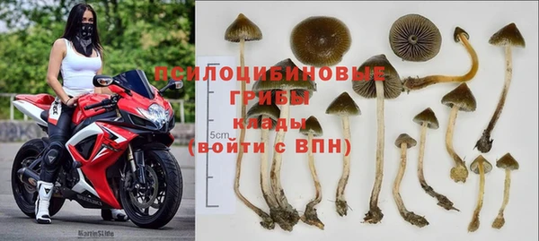 прущие грибы Заводоуковск